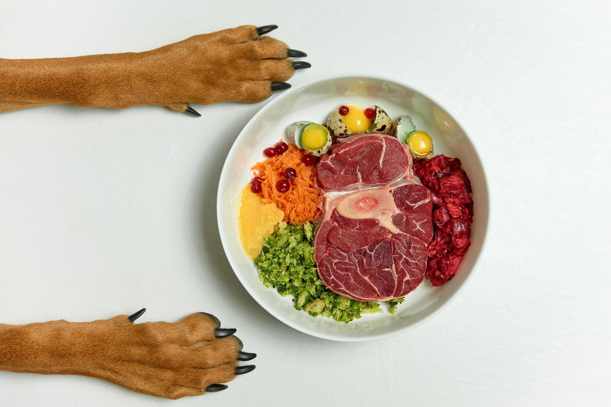 5 Things to Consider Before You Switch To Home-Cooked Dog Food - Perfekt