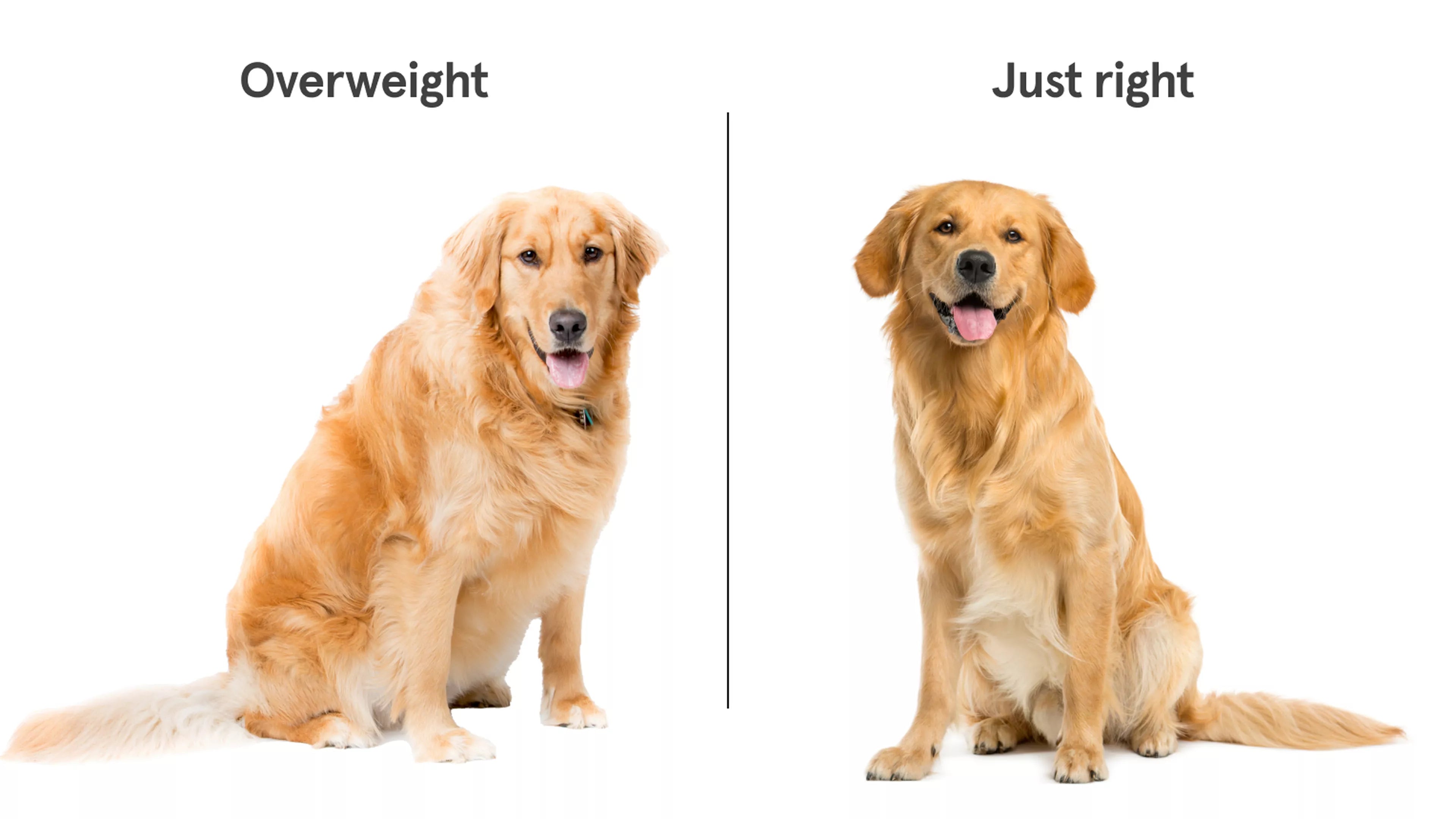 comparision between overweight and a normal weight dog