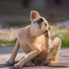 dog scratching himself herself allergies indie outdoor
