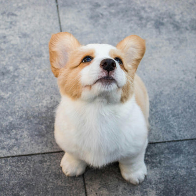 Healthy Puppy Food
