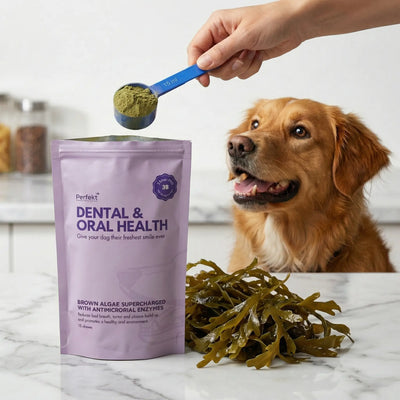 Dental and Oral Health