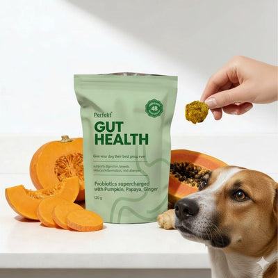Gut Health Supplement -  30 Chews