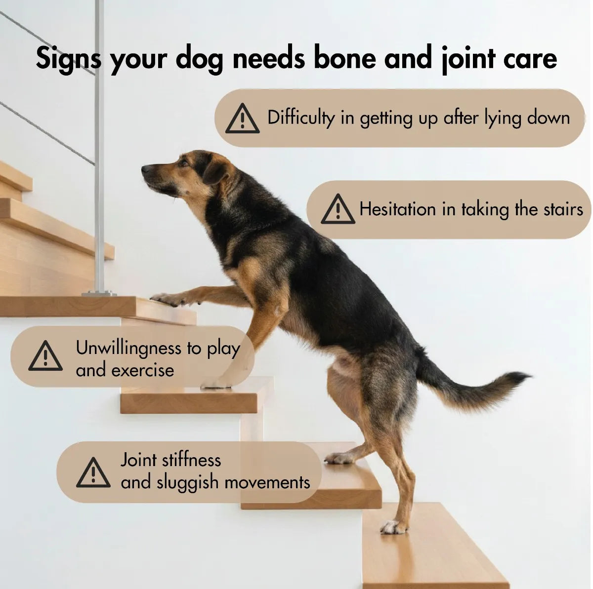 Bone and Joint Health (Summary)